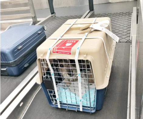 四川宠物托运 宠物托运公司 机场宠物托运 宠物空运